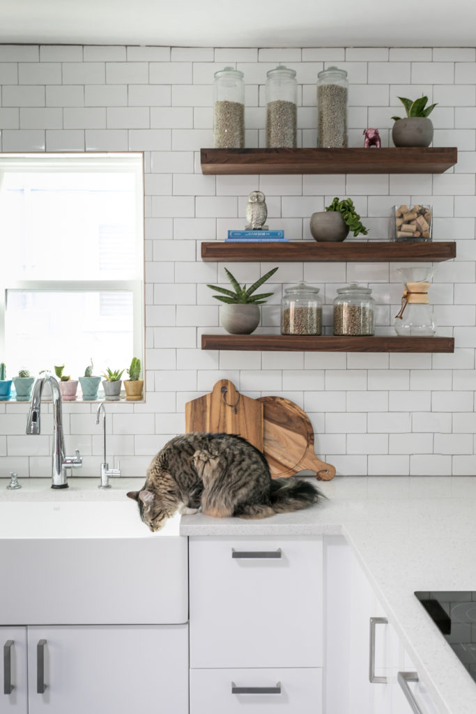 pet-proof your home - cat kitchen