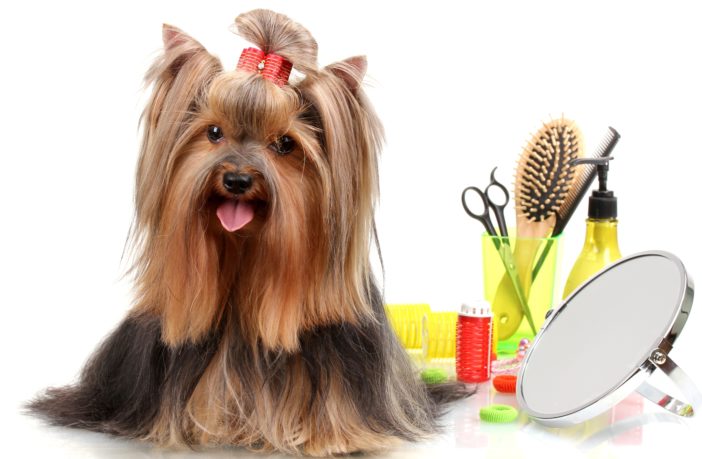 Ask Lucy - Dog Grooming 101 - Austin Woman Magazine
