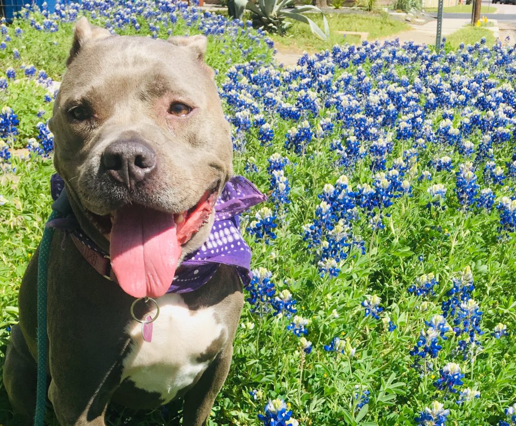 Where to Take Your Dog's Bluebonnet Pictures - Austin Woman Magazine