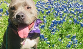 Ask Lucy - sitting in bluebonnets